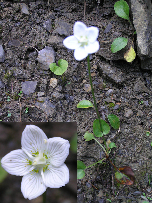 Parnassia palustris